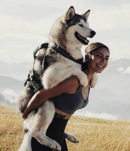 Manmat Hundegeschirr SLED Gr. von M bis XXL